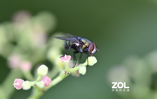 百微试拍——微观世界