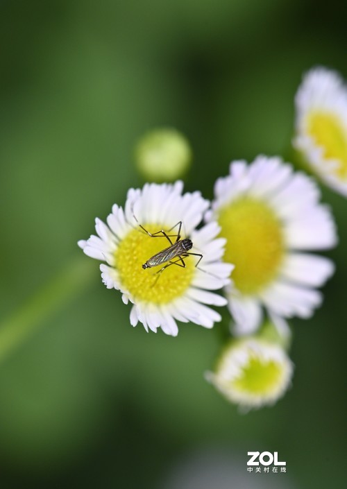 百微试拍——微观世界