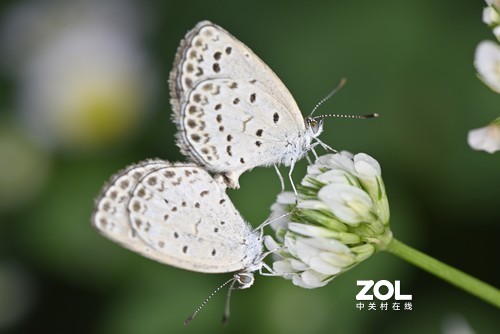 百微试拍——微观世界