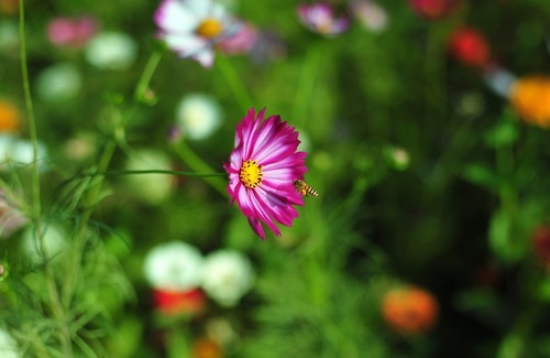 雅西卡50mm/f1.4镜头下的波斯菊（ 原片稍裁剪）直出