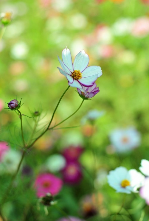 雅西卡50mm/f1.4镜头下的波斯菊（ 原片稍裁剪）直出