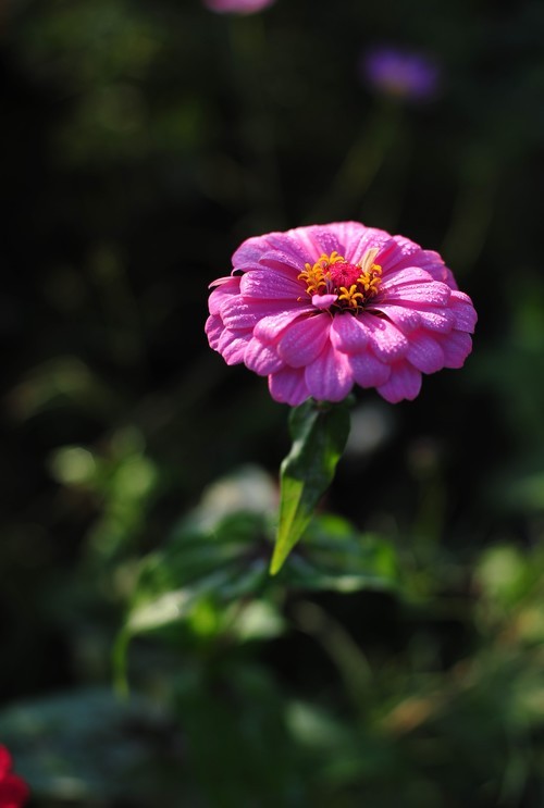 雅西卡50mm/f1.4镜头下的波斯菊（ 原片稍裁剪）直出