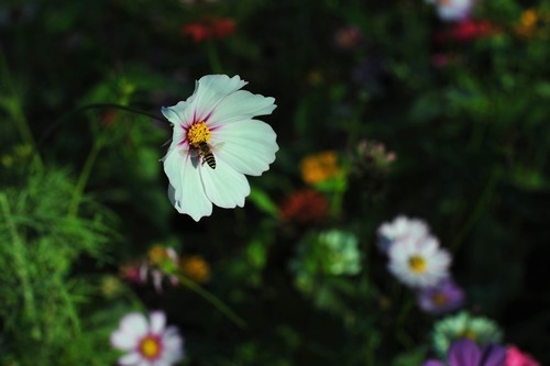 雅西卡50mm/f1.4镜头下的波斯菊（ 原片稍裁剪）直出