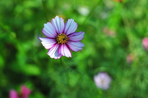 雅西卡50mm/f1.4镜头下的波斯菊（ 原片稍裁剪）直出