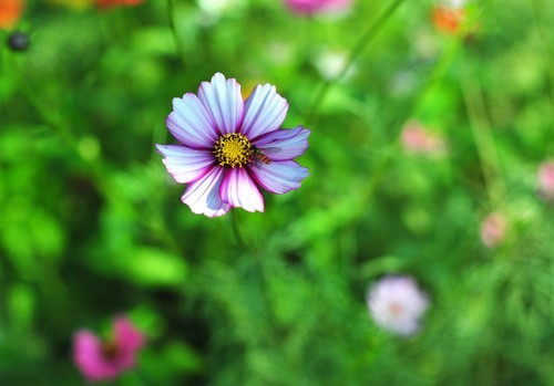 雅西卡50mm/f1.4镜头下的波斯菊（ 原片稍裁剪）直出