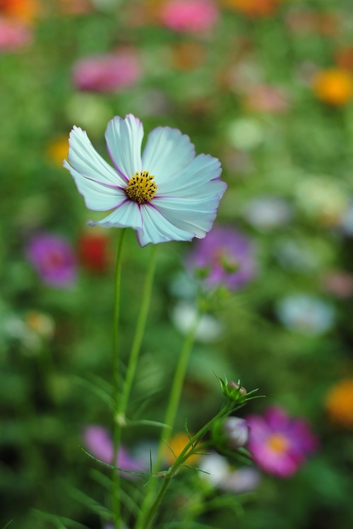 雅西卡50mm/f1.4镜头下的波斯菊（ 原片稍裁剪）直出