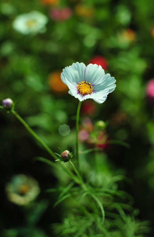 雅西卡50mm/f1.4镜头下的波斯菊（ 原片稍裁剪）直出