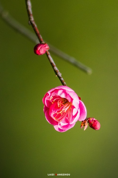 梅花（1）