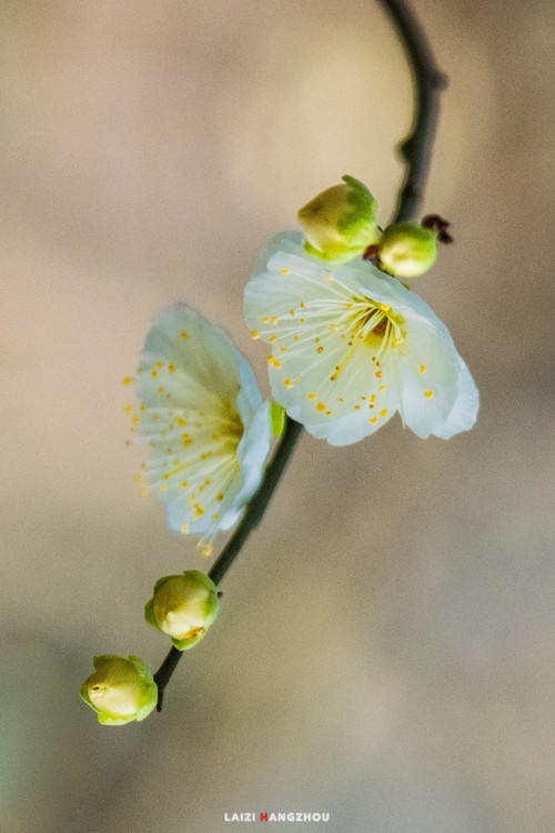 梅花（2）