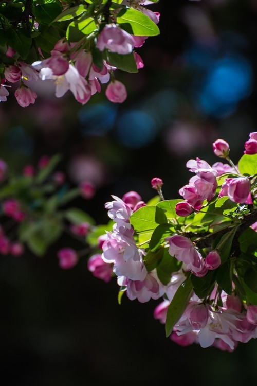 漫 街 的 海 棠 花 ------ 祝 好 友 劳 动 节 快 乐 ！