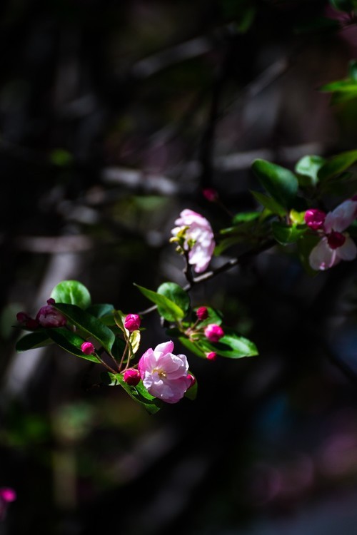 漫 街 的 海 棠 花 ------ 祝 好 友 劳 动 节 快 乐 ！