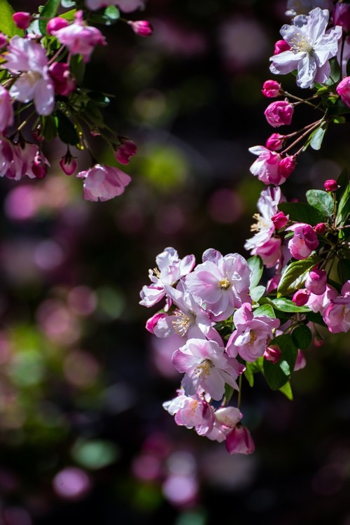 漫 街 的 海 棠 花 ------ 祝 好 友 劳 动 节 快 乐 ！