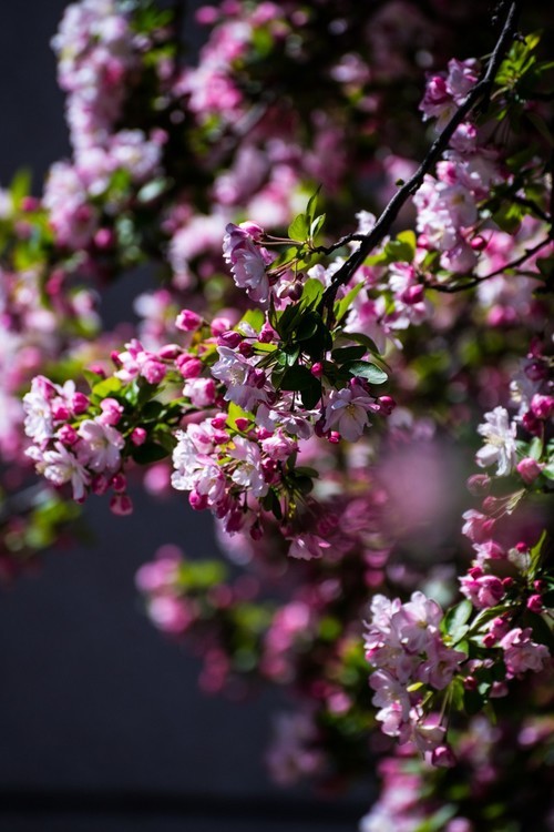 漫 街 的 海 棠 花 ------ 祝 好 友 劳 动 节 快 乐 ！