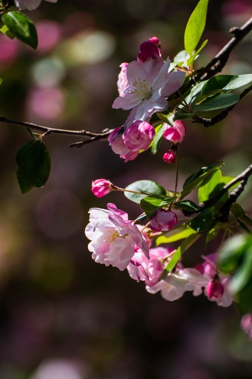 漫 街 的 海 棠 花 ------ 祝 好 友 劳 动 节 快 乐 ！