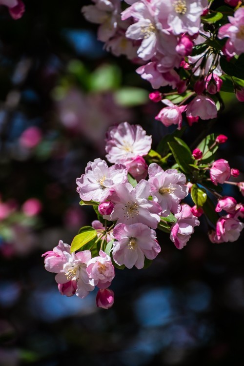 漫 街 的 海 棠 花 ------ 祝 好 友 劳 动 节 快 乐 ！