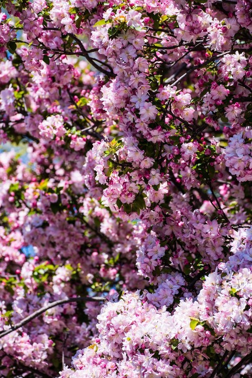 漫 街 的 海 棠 花 ------ 祝 好 友 劳 动 节 快 乐 ！