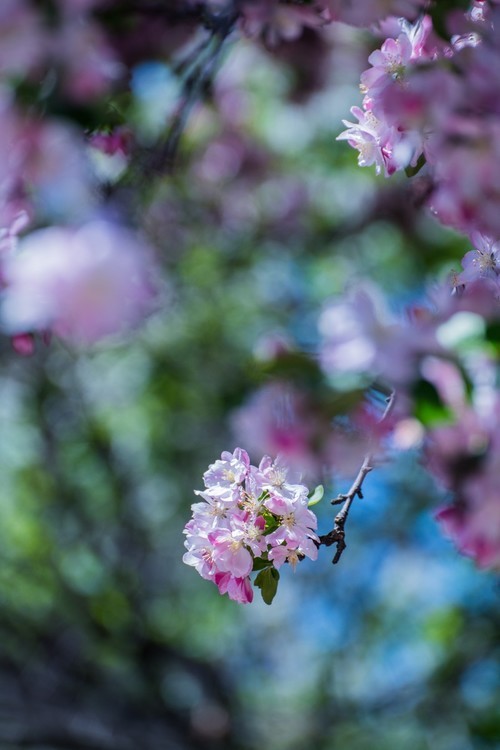 漫 街 的 海 棠 花 ------ 祝 好 友 劳 动 节 快 乐 ！