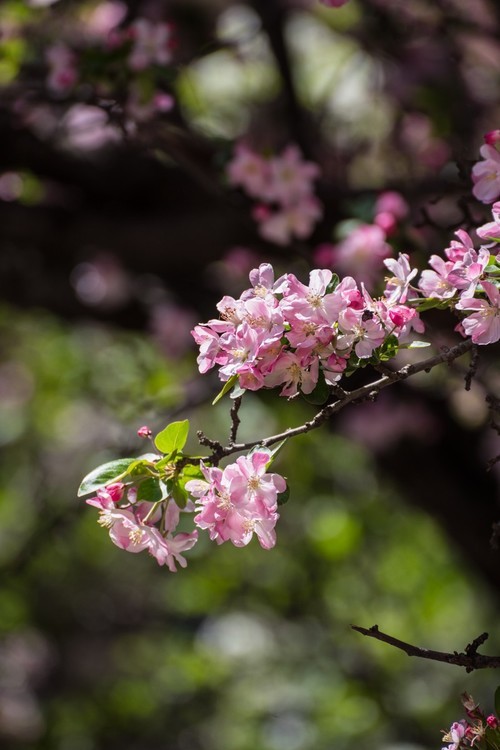 漫 街 的 海 棠 花 ------ 祝 好 友 劳 动 节 快 乐 ！