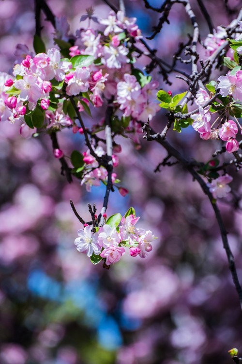 漫 街 的 海 棠 花 ------ 祝 好 友 劳 动 节 快 乐 ！