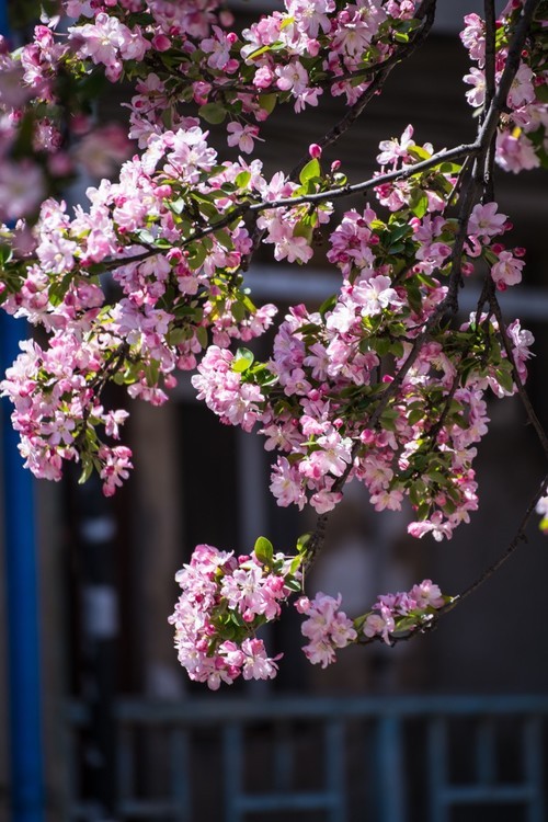 漫 街 的 海 棠 花 ------ 祝 好 友 劳 动 节 快 乐 ！