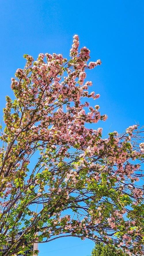 漫 街 的 海 棠 花 ------ 祝 好 友 劳 动 节 快 乐 ！