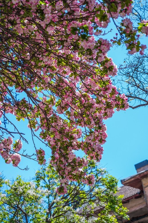 漫 街 的 海 棠 花 ------ 祝 好 友 劳 动 节 快 乐 ！