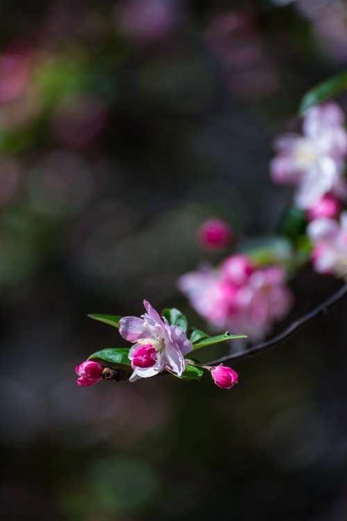 漫 街 的 海 棠 花 （ 三 ）