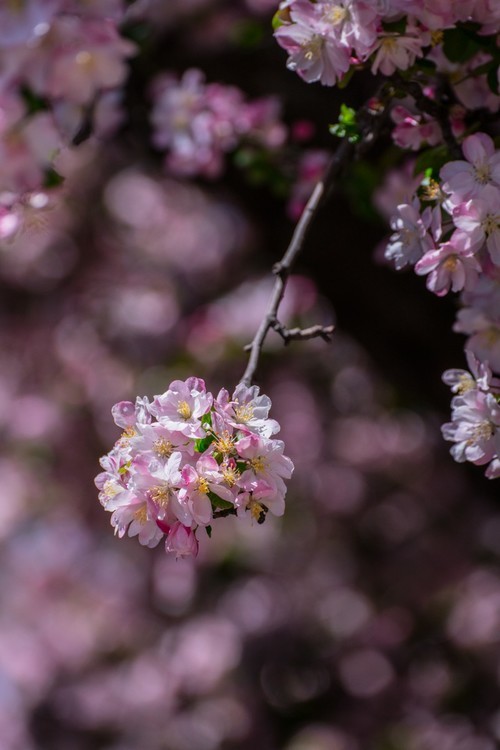 漫 街 的 海 棠 花 （ 三 ）