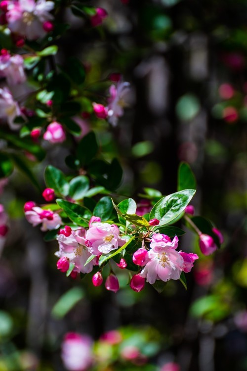 漫 街 的 海 棠 花 （ 三 ）