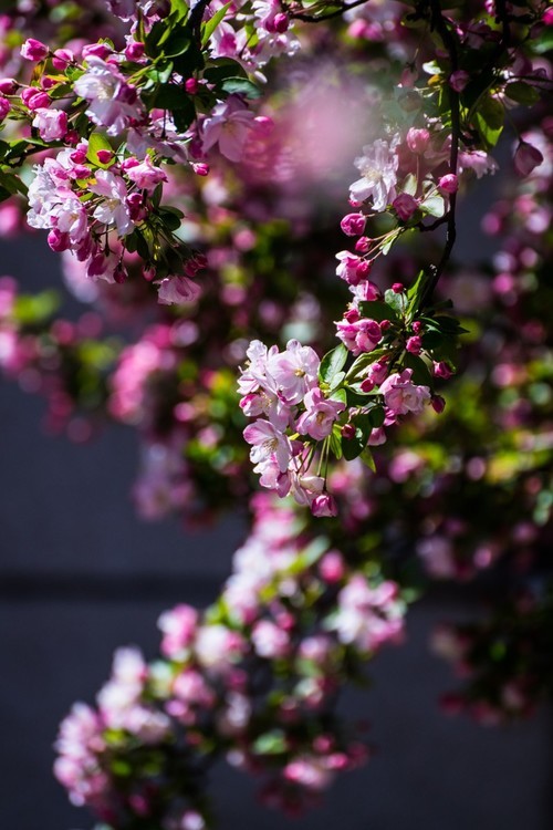漫 街 的 海 棠 花 （ 三 ）