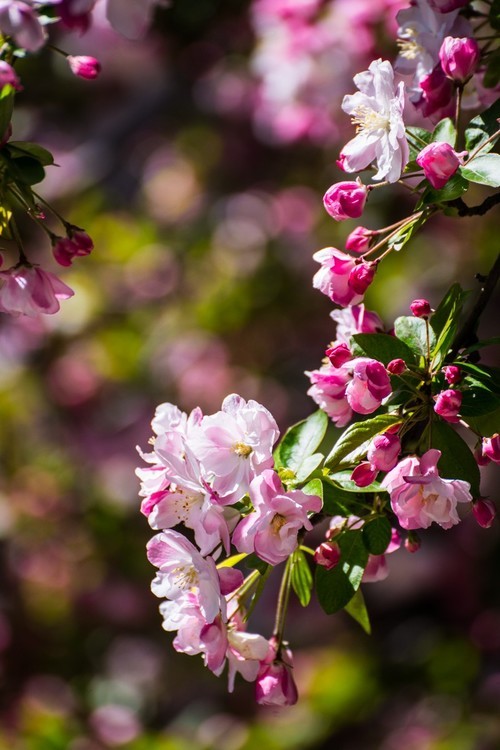 漫 街 的 海 棠 花 （ 三 ）
