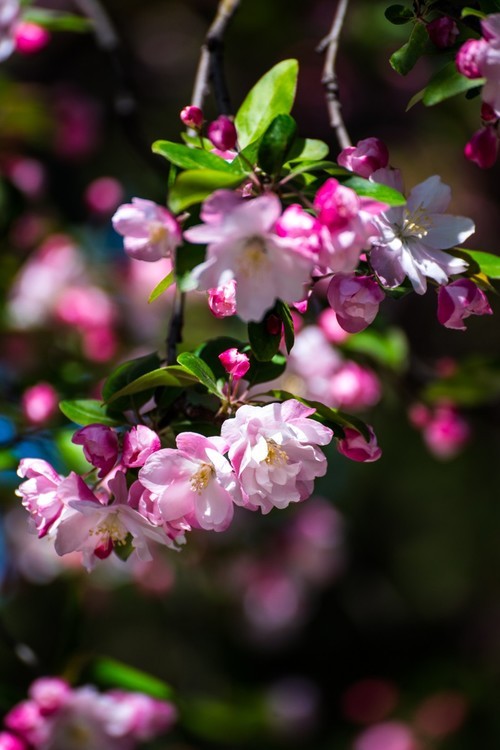 漫 街 的 海 棠 花 （ 三 ）