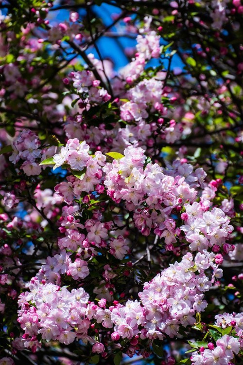 漫 街 的 海 棠 花 （ 三 ）