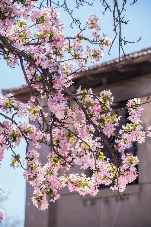 漫 街 的 海 棠 花 （ 三 ）