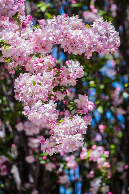 漫 街 的 海 棠 花 （ 三 ）