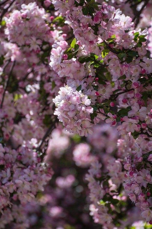 漫 街 的 海 棠 花 （ 三 ）