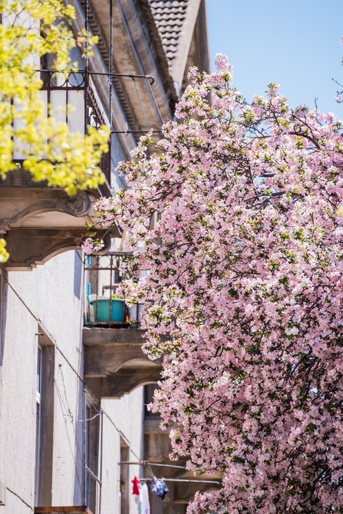 漫 街 的 海 棠 花 （ 三 ）