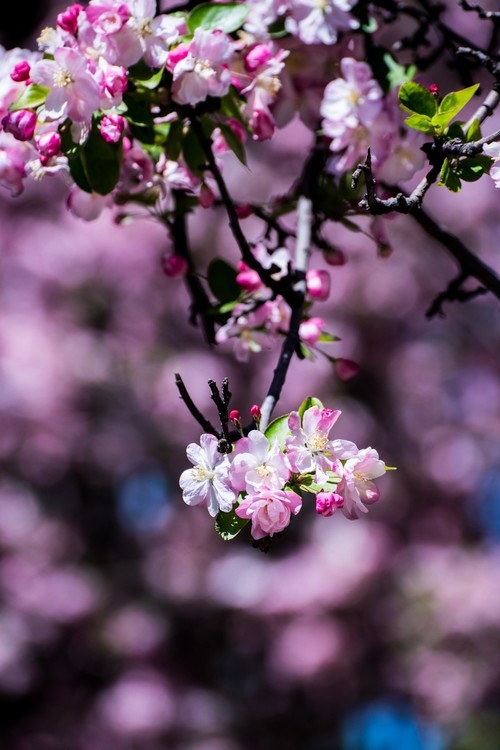 漫 街 的 海 棠 花 （ 三 ）