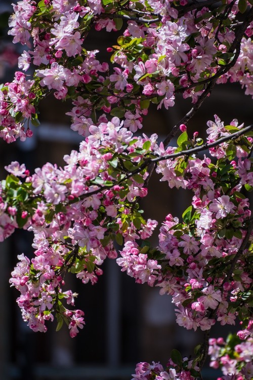 漫 街 的 海 棠 花 （ 三 ）