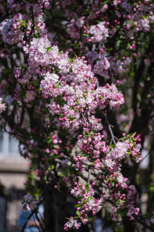 漫 街 的 海 棠 花 （ 三 ）