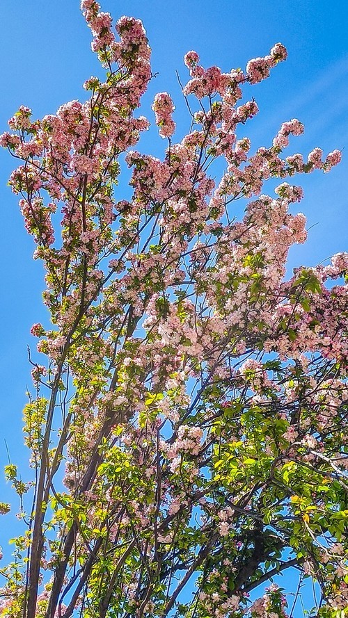 漫 街 的 海 棠 花 （ 三 ）
