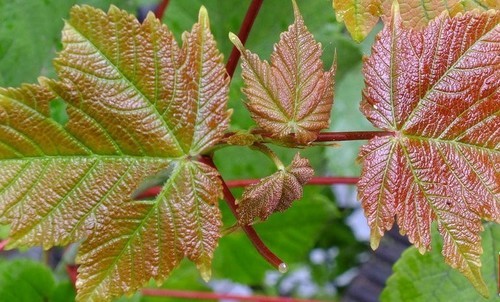 几片岁月留下风光