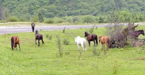 几片岁月留下风光