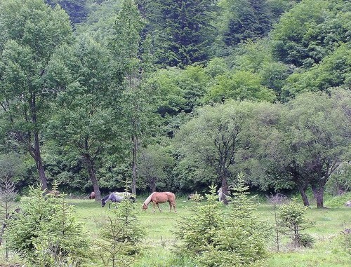 几片岁月留下风光