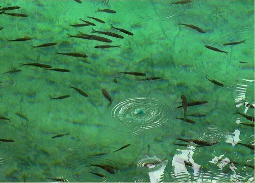 几片岁月留下风光