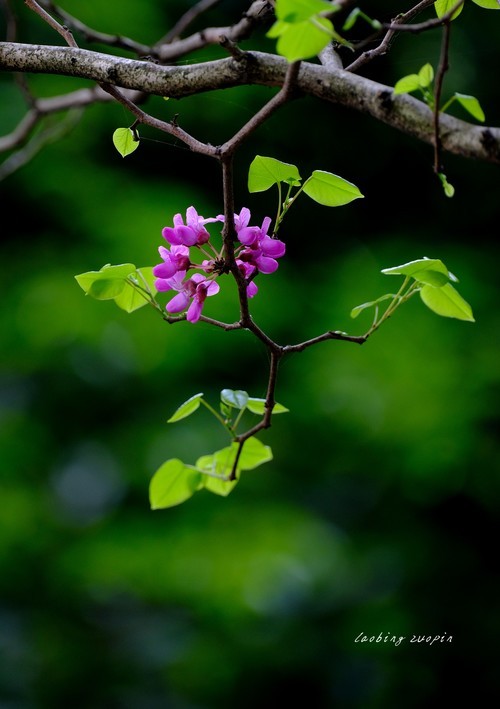 成都浣花溪公园三