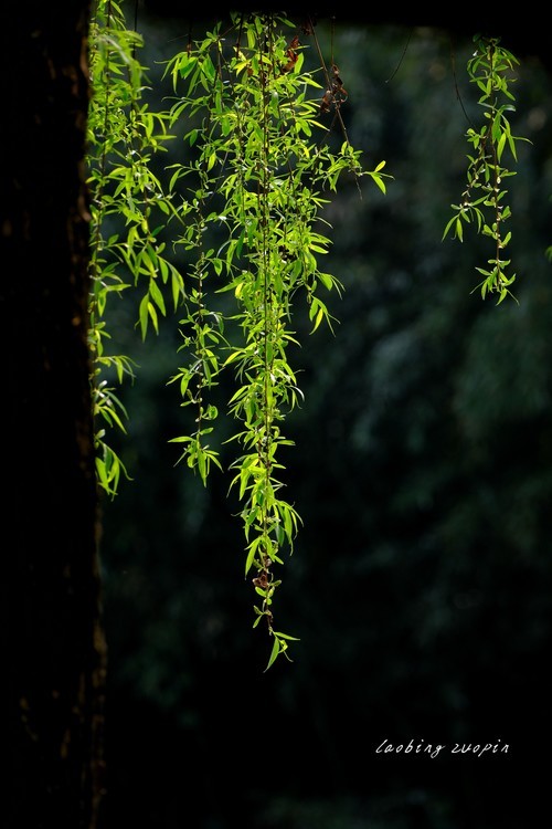 成都浣花溪公园三
