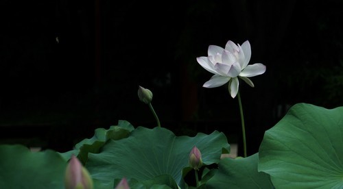 夏 。荷