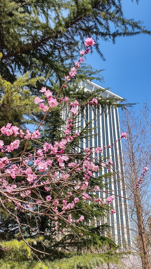春 暖 花 开 （ 三 ）