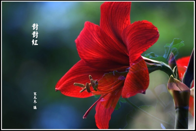 篮彩对对红-中关村在线摄影论坛